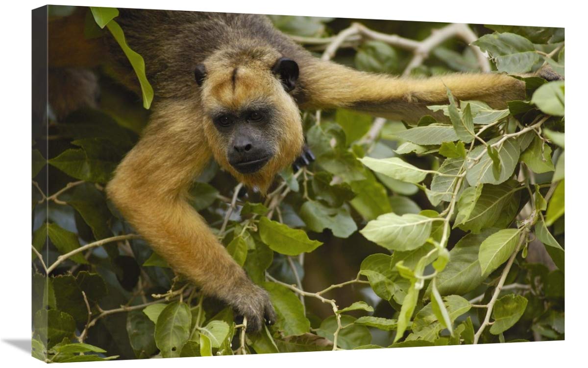 Black Howler Monkey female, Pantanal, Brazil-Canvas Art-30x20”
