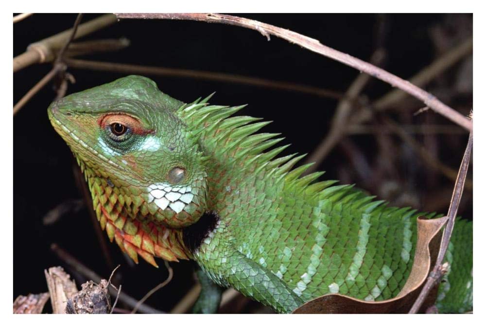 Lizard portrait, Sinharaja Biosphere Reserve, Sri Lanka-Paper Art-38x26”