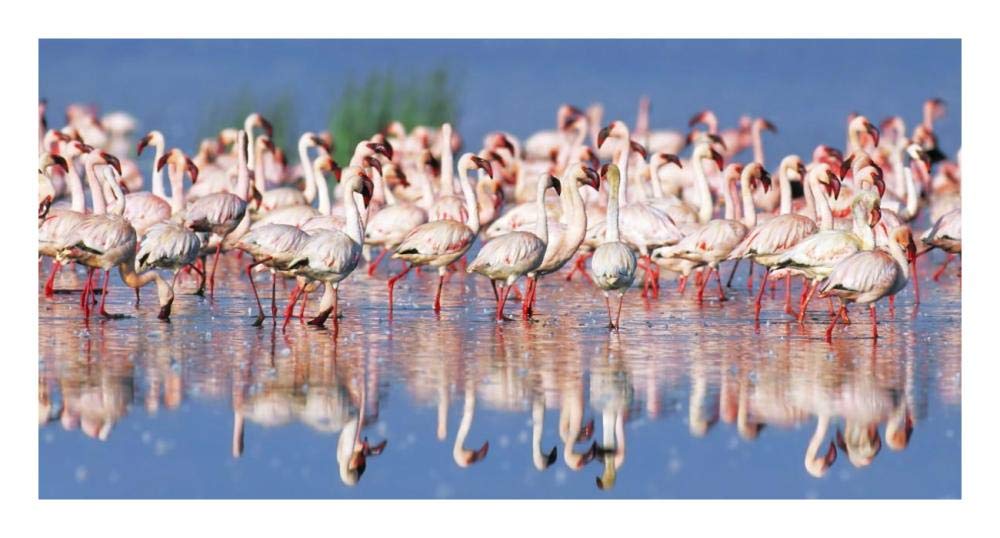 Lesser flamingo, Lake Nakuru, Kenya-Paper Art-26x14”