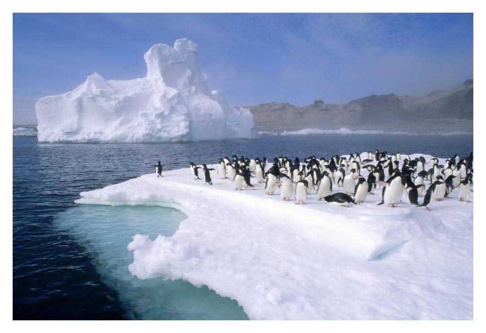 Adelie Penguin group crowding on melting summer ice floe, Possession Island, Ross Sea, Antarctica-Paper Art-20x14”