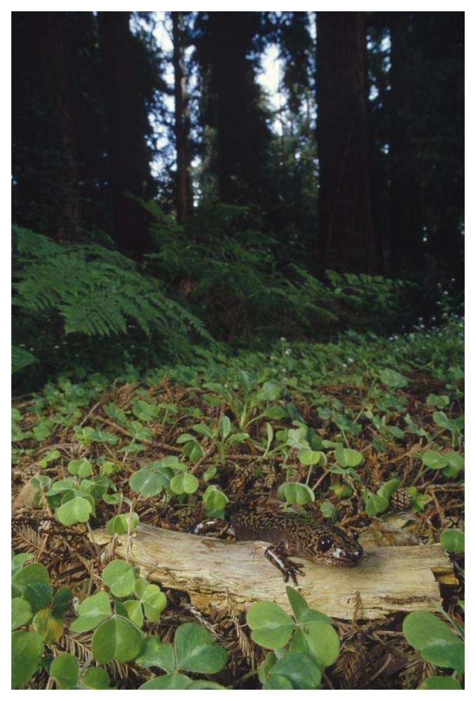 Pacific Giant Salamander on Coast Redwood forest floor, California-Paper Art-42x62”