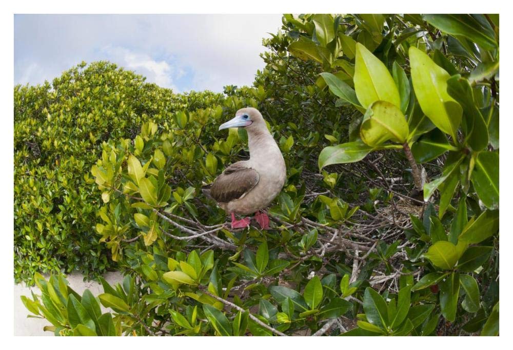 Red-footed Booby perching beside nest in mangroves, Galapagos Islands, Ecuador-Paper Art-38x26”