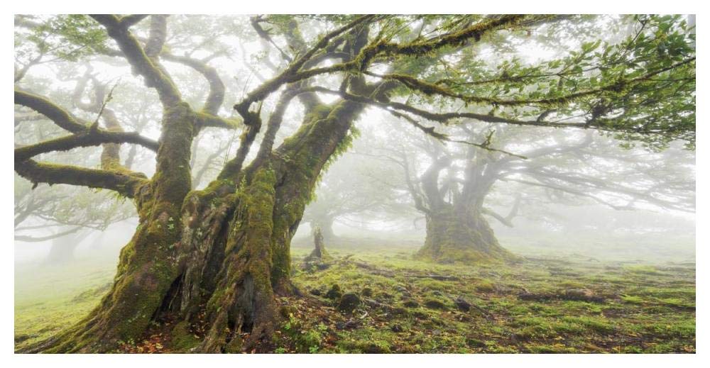 Laurel forest in fog, Madeira, Portugal-Paper Art-50x26”