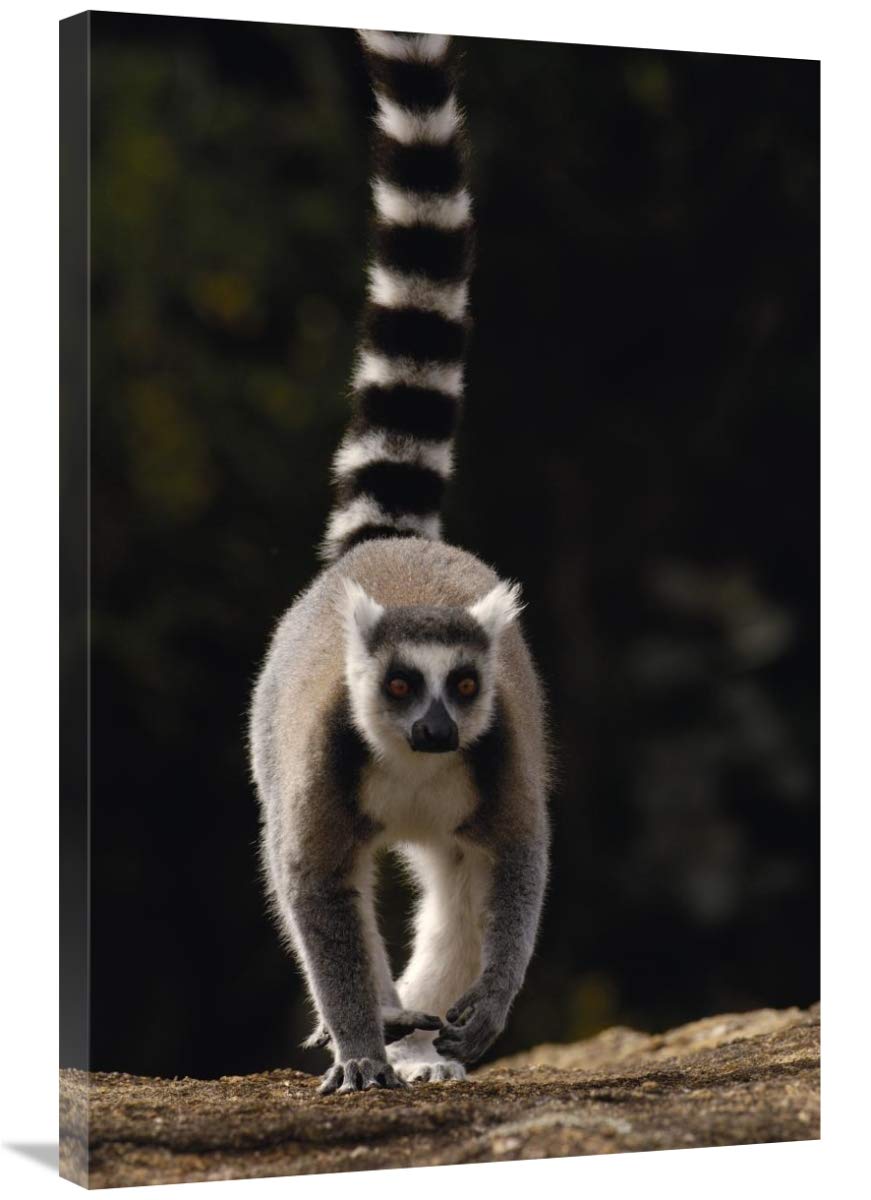 Ring-tailed Lemur,  near Andringitra Mountains  Madagascar-Canvas Art-24x36”