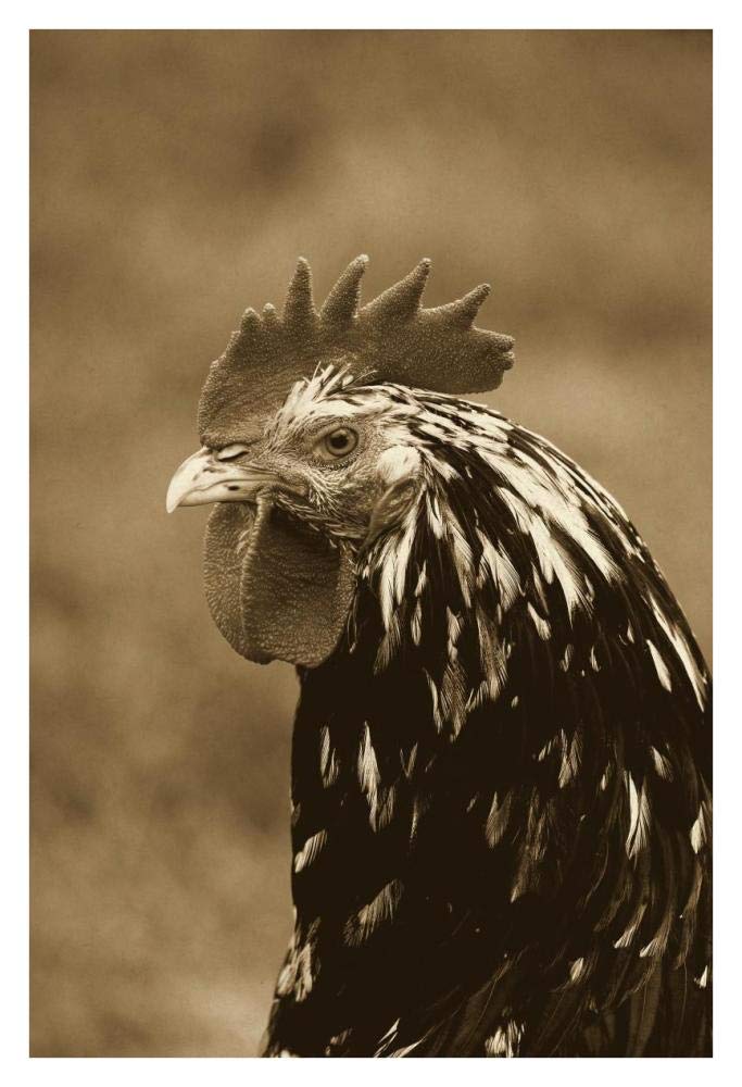 Domestic Chicken, Gournay cockerel, close-up of head, Normandy, France-Paper Art-26x38”