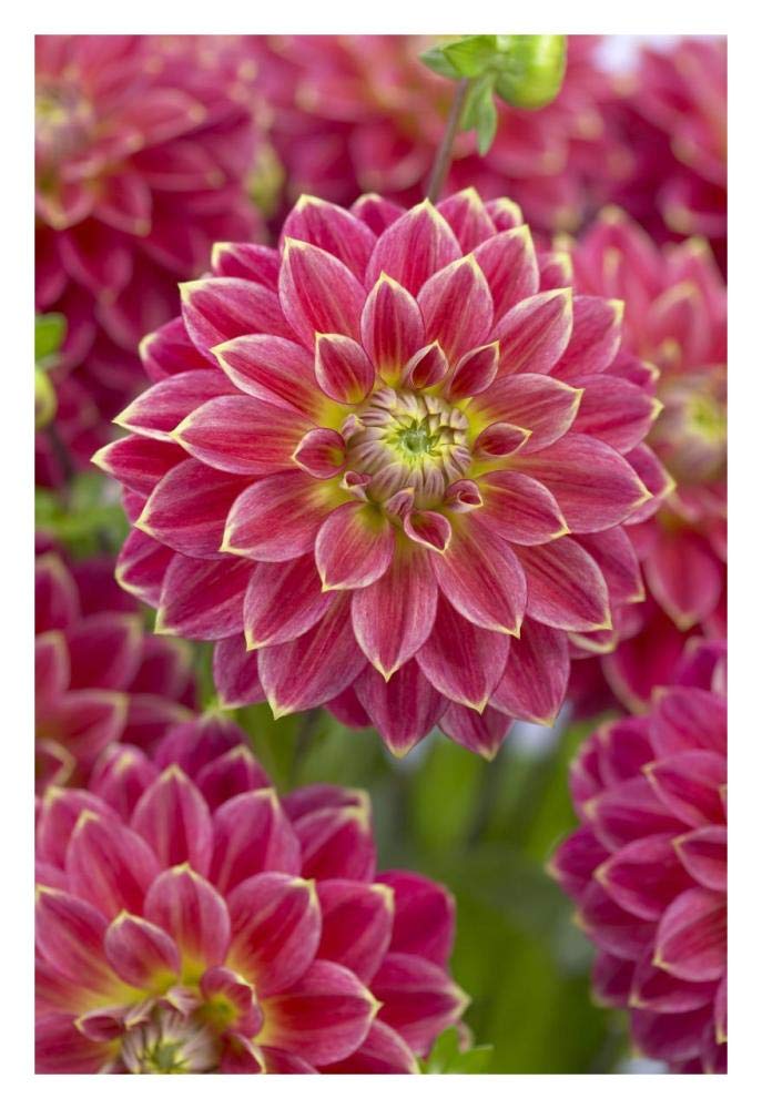 Dahlia optimist variety flowers-Paper Art-22x32”