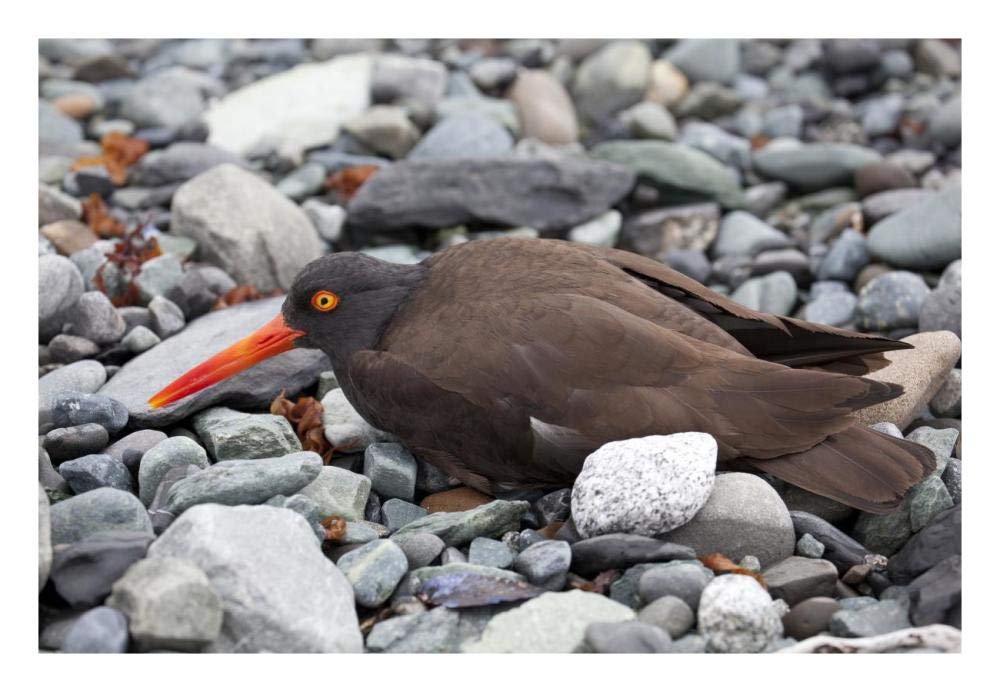 Black Oystercatcher using broken-wing display to lure intruders away from the nest, Icy Bay, Wrangell-St. Elias National Park, Alaska-Paper Art-26x18”