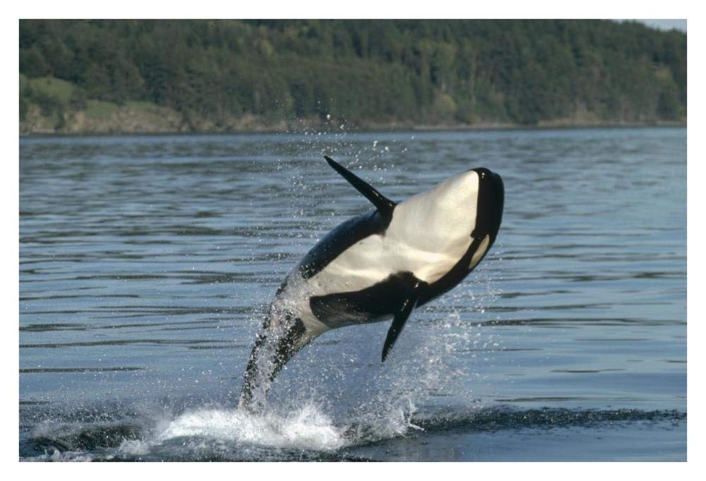 Orca breaching along the Inside Passage, Alaska-Paper Art-38x26”