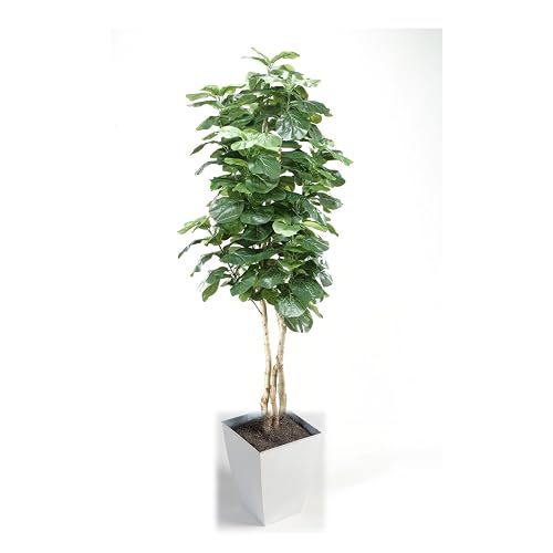 8 Fiddle Leaf Fig Tree in White Square Metal Planter