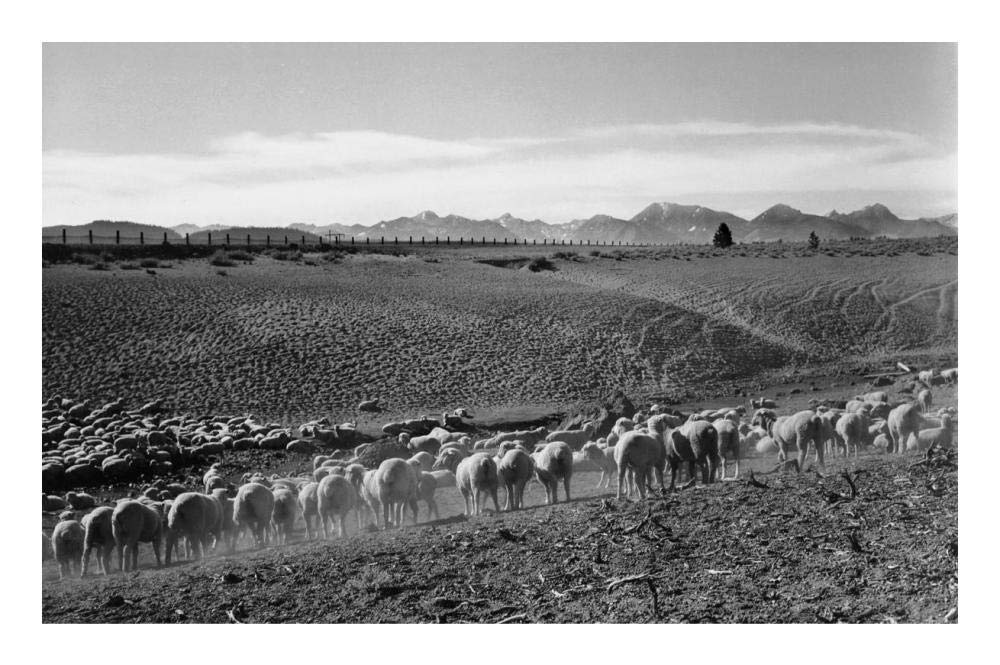 Flock in Owens Valley, California, 1941-Paper Art-24x16”