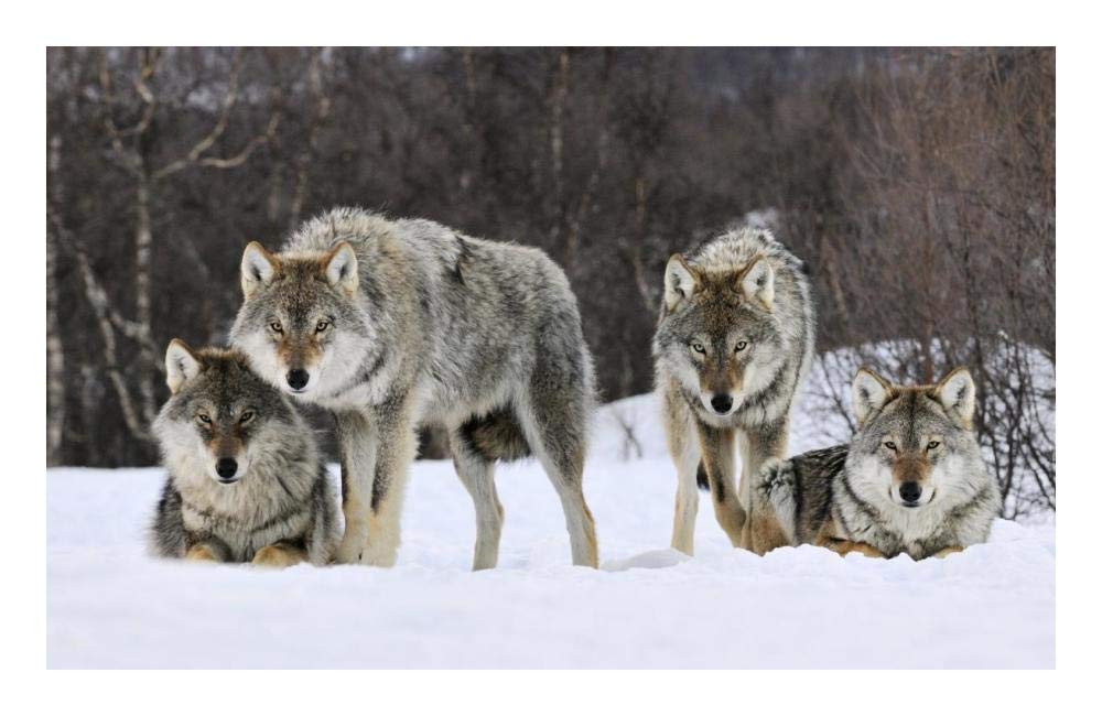 Gray Wolf group, Norway-Paper Art-24x15.64”