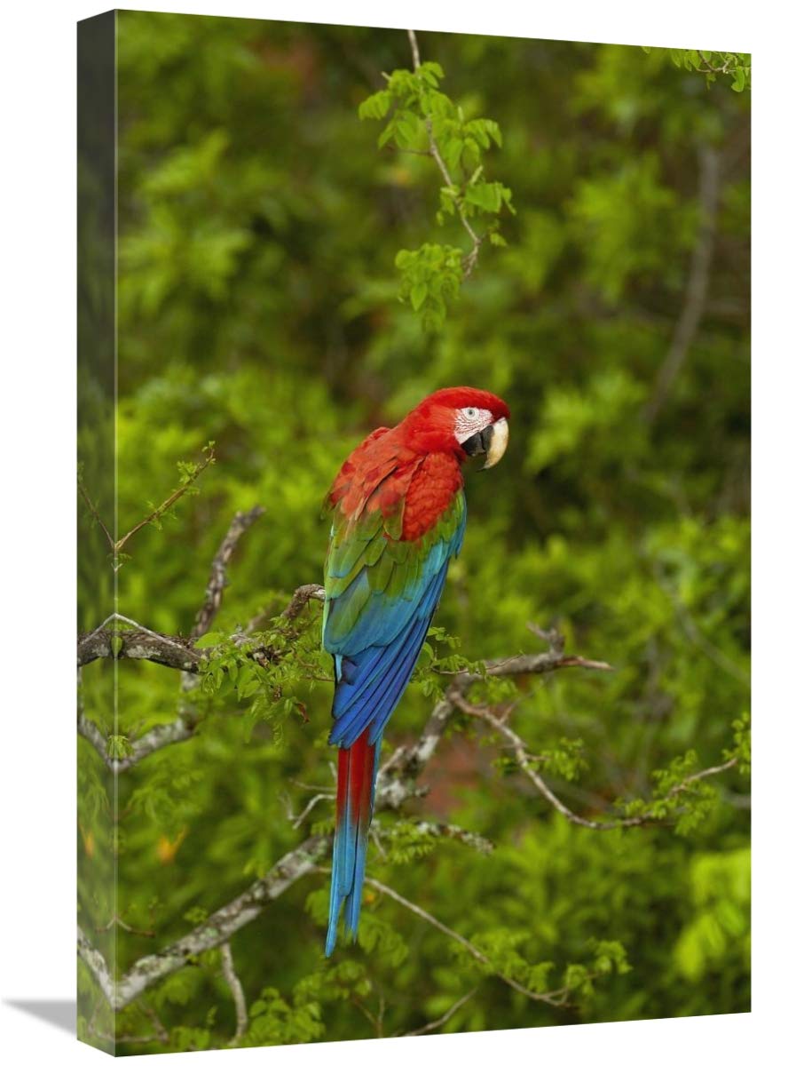 Red and Green Macaw perching, Mato Grosso do Sul, Brazil-Canvas Art-16x24”