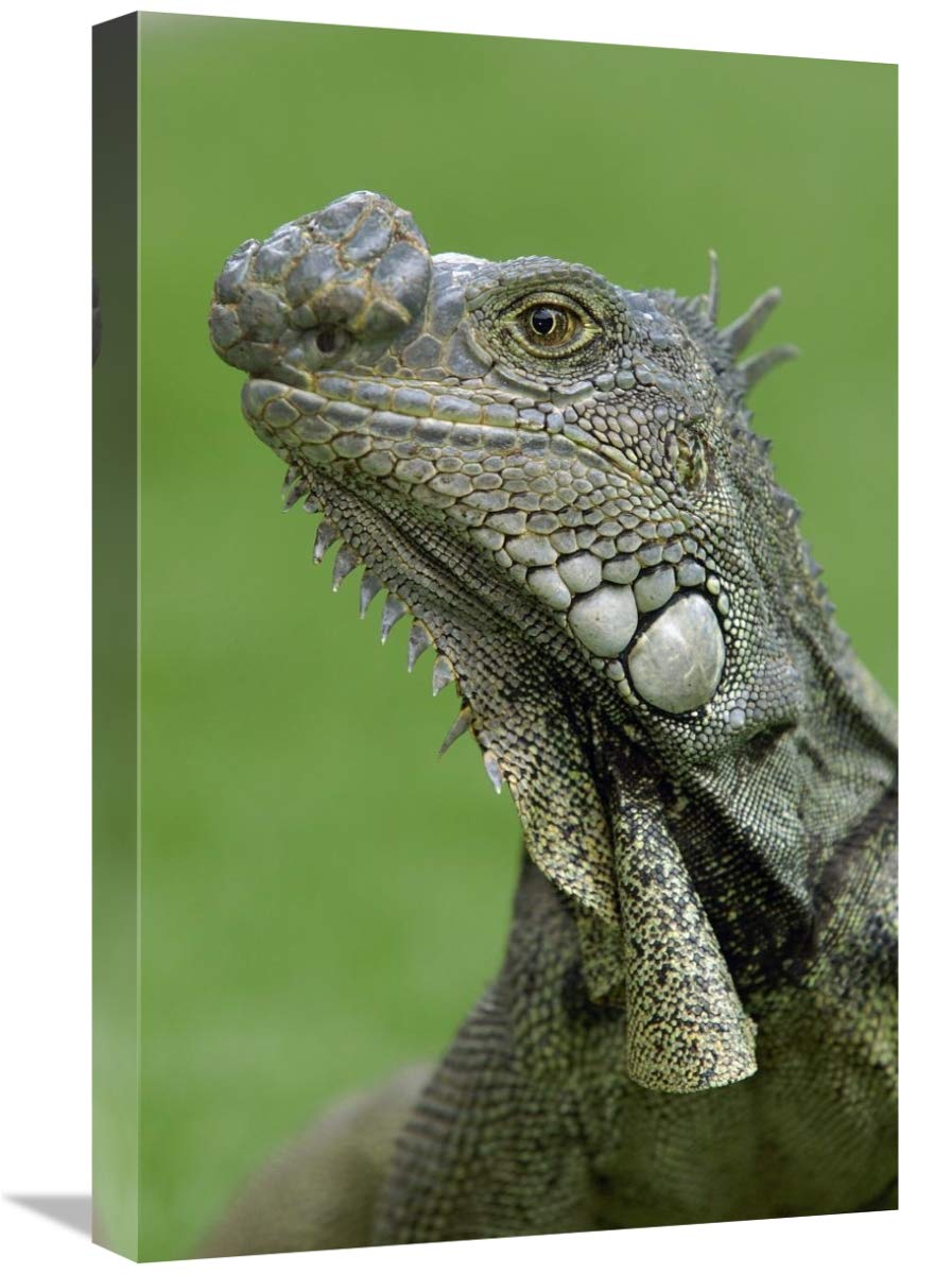 Green Iguana, Seminario Park, Guayaquil, Ecuador-Canvas Art-16x24”