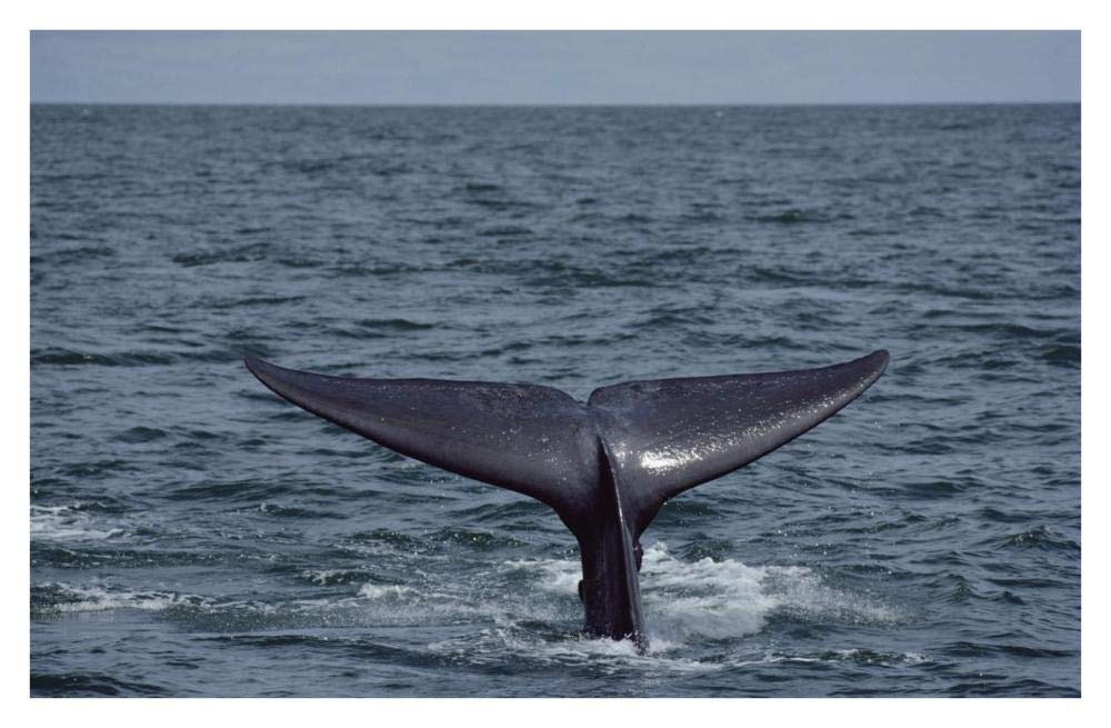 Blue Whale tail, Sea of Cortez, Mexico-Paper Art-38x25.04”
