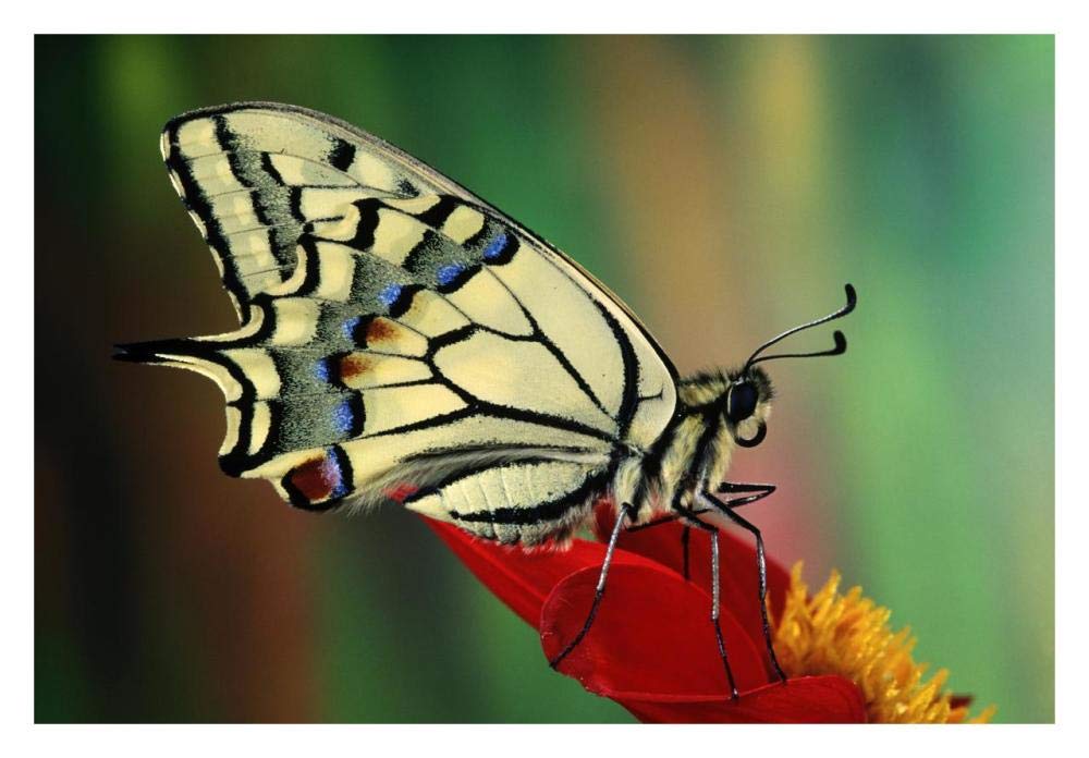 Oldworld Swallowtail side view, Europe-Paper Art-32x22”
