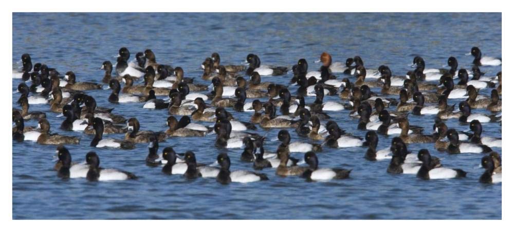 Lesser Scaup flock on lake, North America-Paper Art-42x19.2”