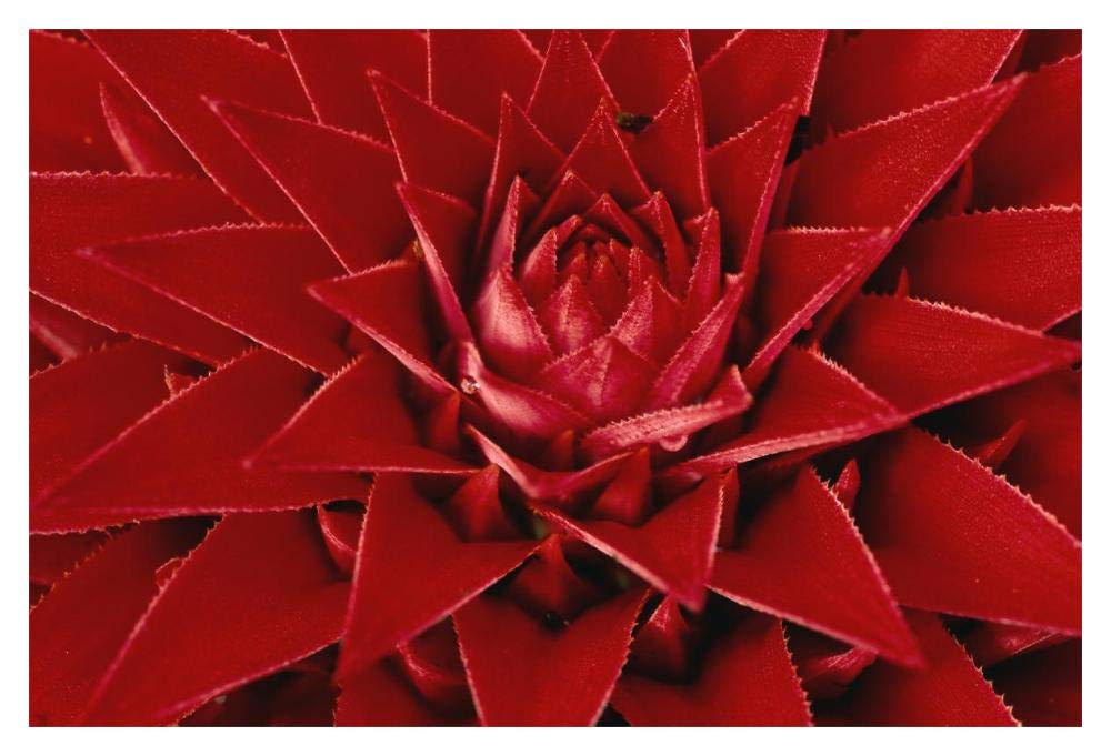 Pingwing Bromeliad enormous flower belonging to the pineapple family, Barro Colorado Island, Panama-Paper Art-20x14”