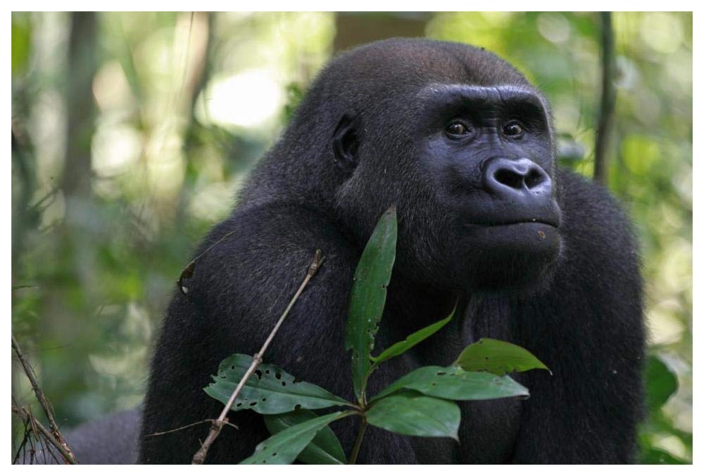 Silverback Gorilla, Gabon-Paper Art-62x42”