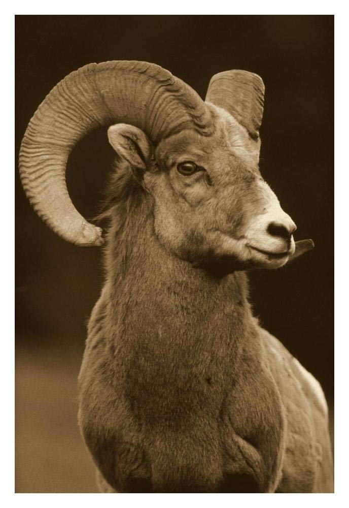 Bighorn Sheep male portrait, Banff National Park, Alberta, Canada - Sepia-Paper Art-14x18”