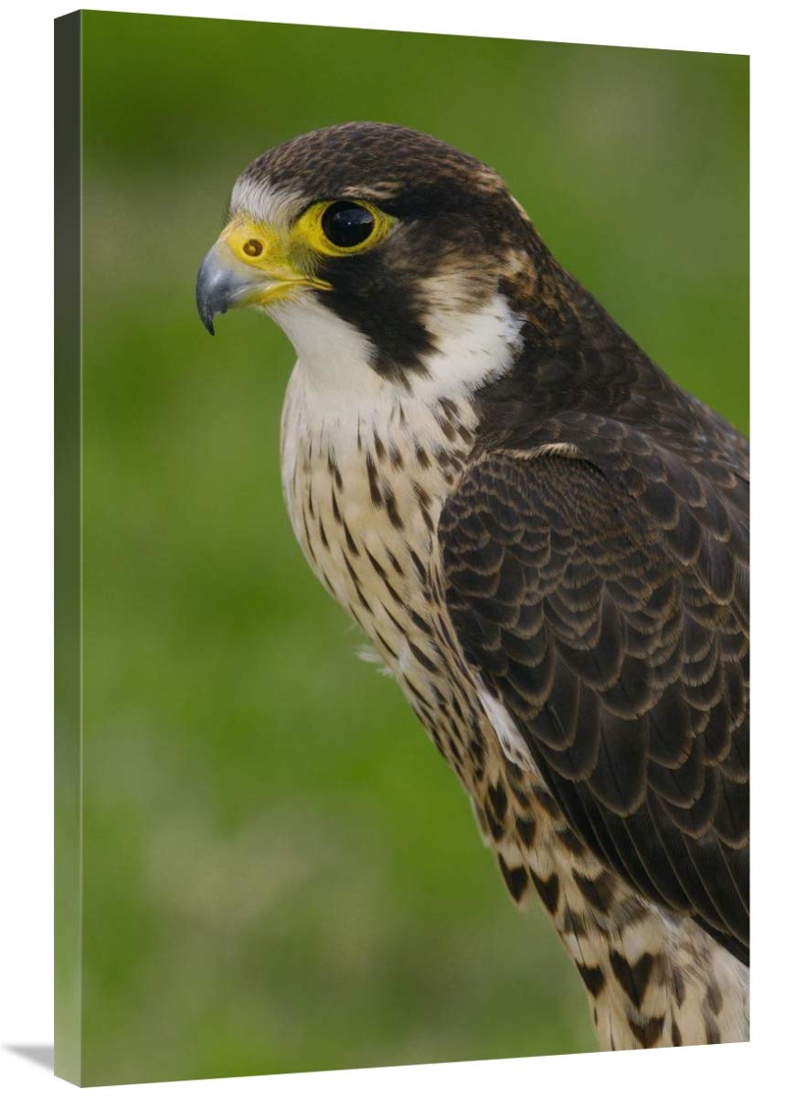 Peregrine Falcon portrait, Ecuador-Canvas Art-24x36”