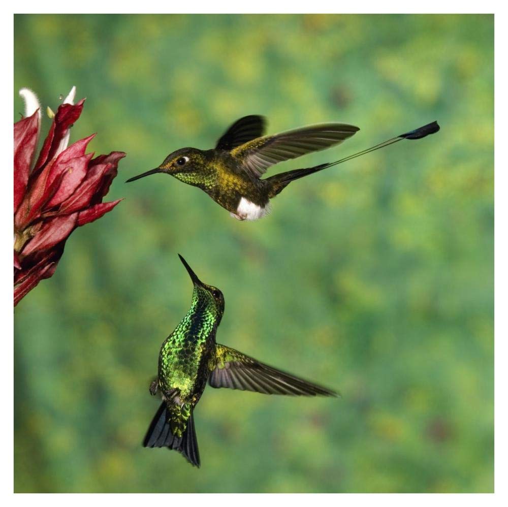 Booted Racket-tail hummingbird and Western Emerald hummingbird, Ecuador-Paper Art-38x38”