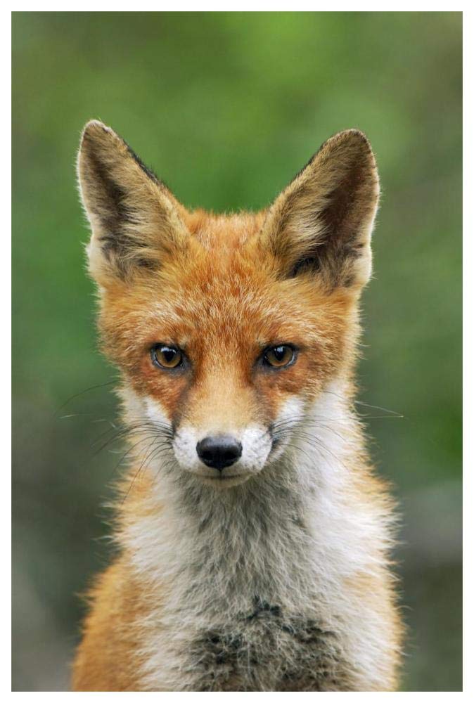 Red Fox, Hoge Veluwe National Park, Gelderland, Netherlands-Paper Art-42x62”