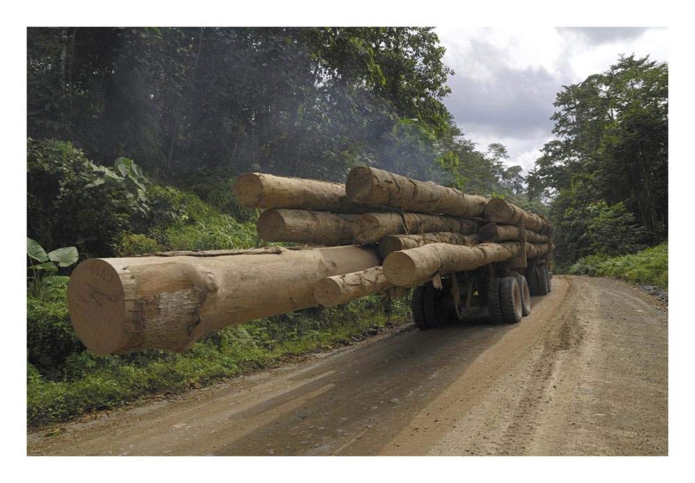 Truck with timber from a logging area, Danum Valley Conservation Area, Borneo, Malaysia-Paper Art-26x18”