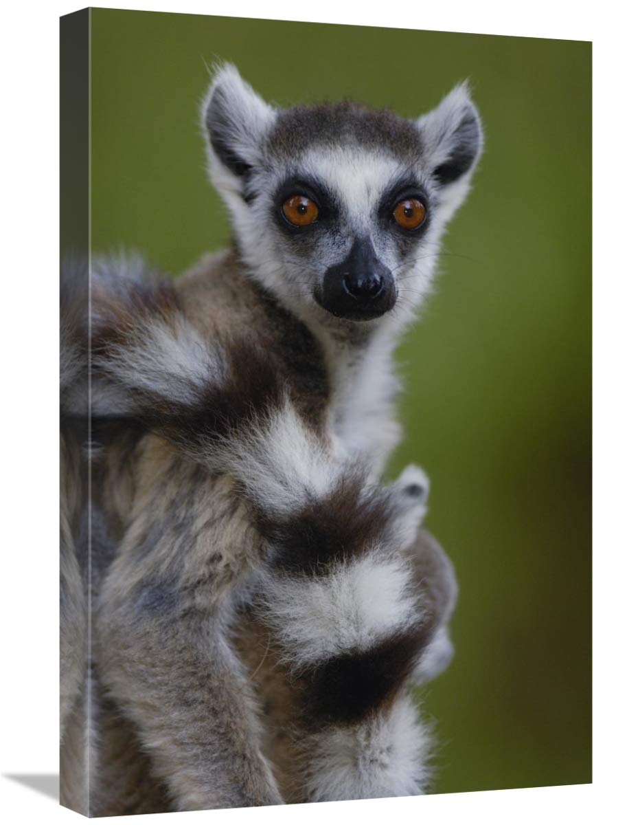 Ring-tailed Lemur portrait,  Berenty Reserve,  Madagascar-Canvas Art-16x24”