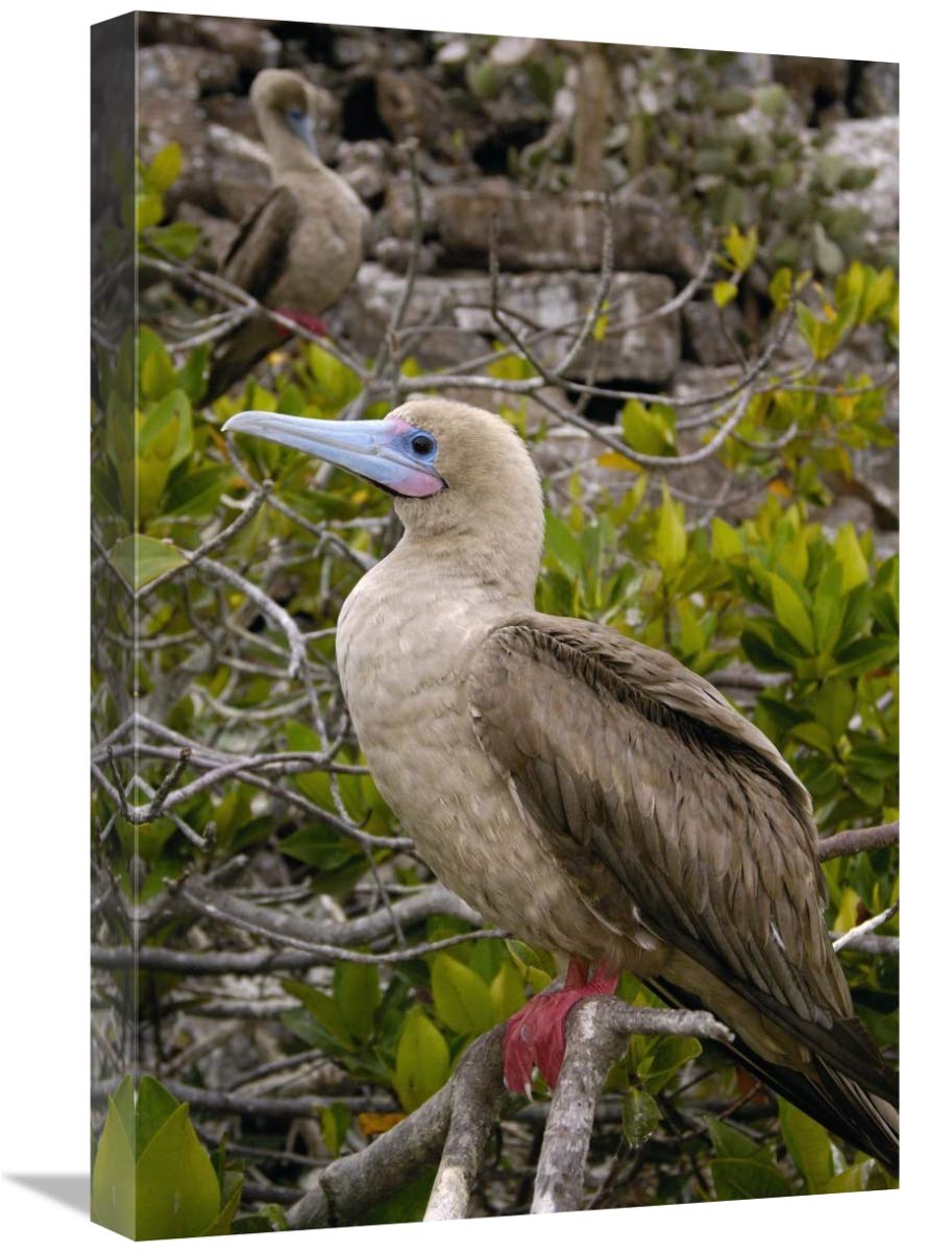 Red-footed Booby , Tower Island, Galapagos Islands, Ecuador-Canvas Art-16x24”