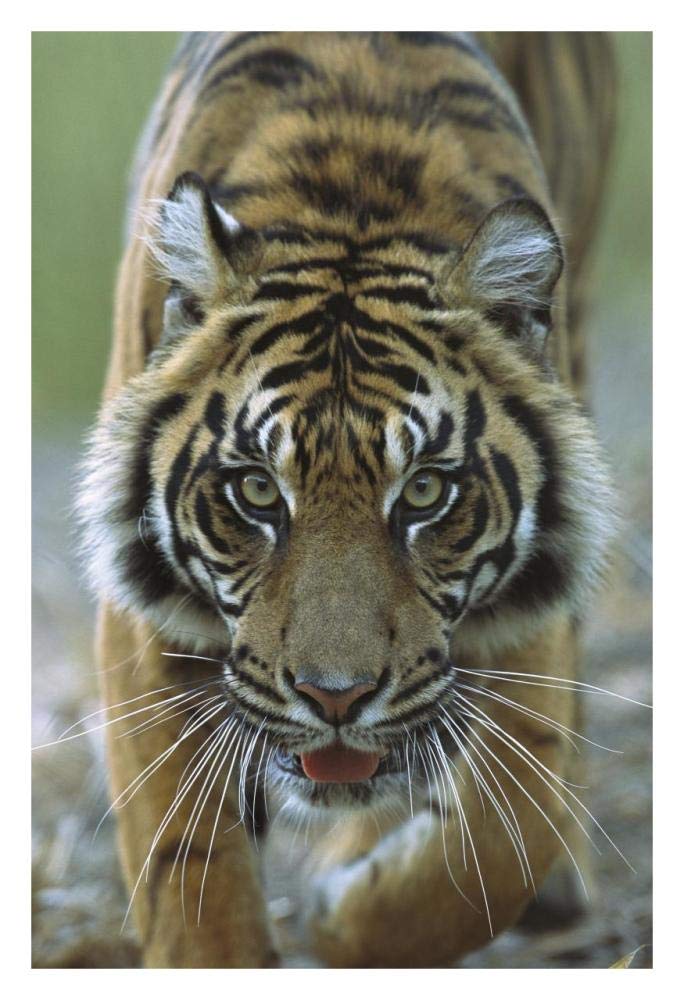 Sumatran Tiger close-up portrait of female, endemic to Sumatra, Indonesia-Paper Art-22x32”