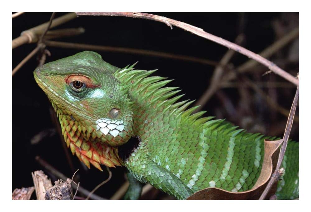 Lizard portrait, Sinharaja Biosphere Reserve, Sri Lanka-Paper Art-26x18”