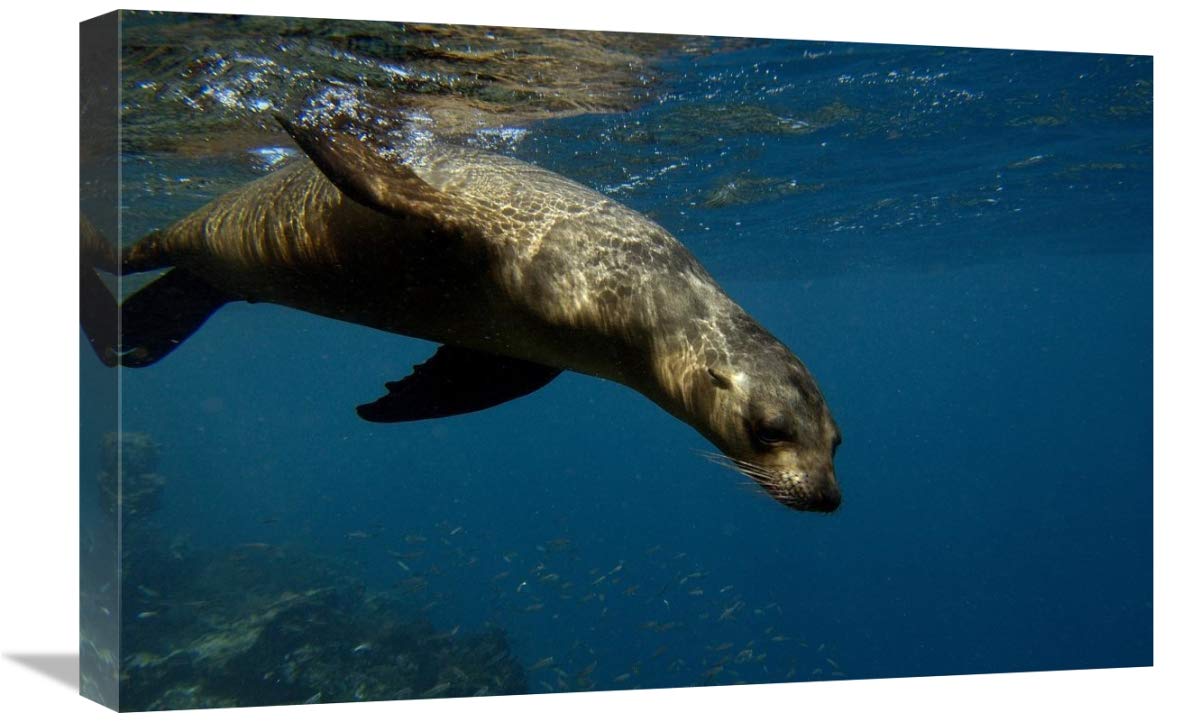 Galapagos Sea Lion swimming, Gardner Bay, Galapagos Islands, Ecuador-Canvas Art-24x16”