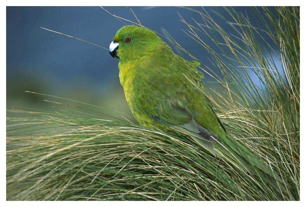 Antipodes Parakeet portrait in tussock grass, Antipodes Island, New Zealand-Paper Art-50x34”