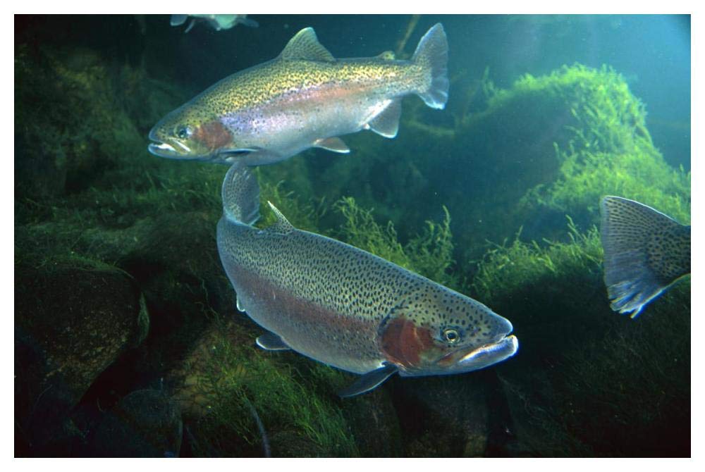 Rainbow Trout pair underwater in Utah-Paper Art-50x34”
