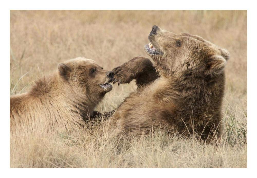 Grizzly Bear mother and cub playing, Katmai National Park, Alaska-Paper Art-26x18”