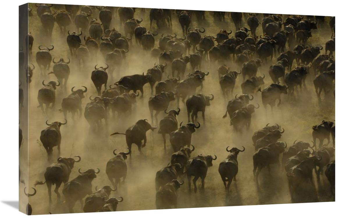Cape Buffalo herd stampeding, Africa-Canvas Art-30x20”