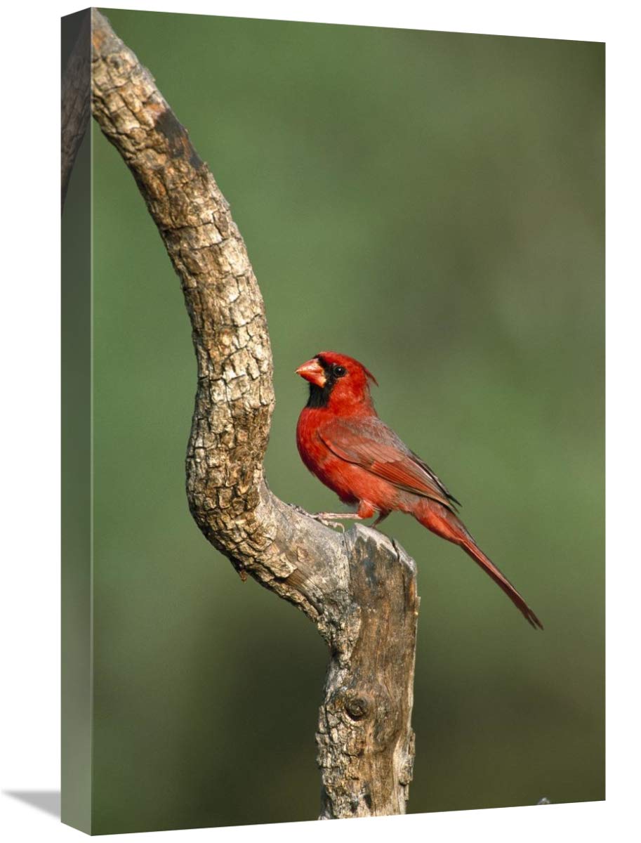 Northern Cardinal male perching, Rio Grande Valley, Texas-Canvas Art-16x24”