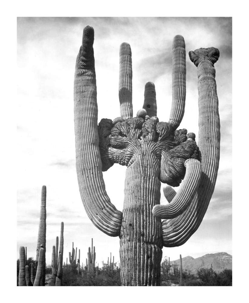 View of cactus and surrounding area Saguaros, Saguaro National Monument, Arizona, ca. 1941-1942-Paper Art-15x18”