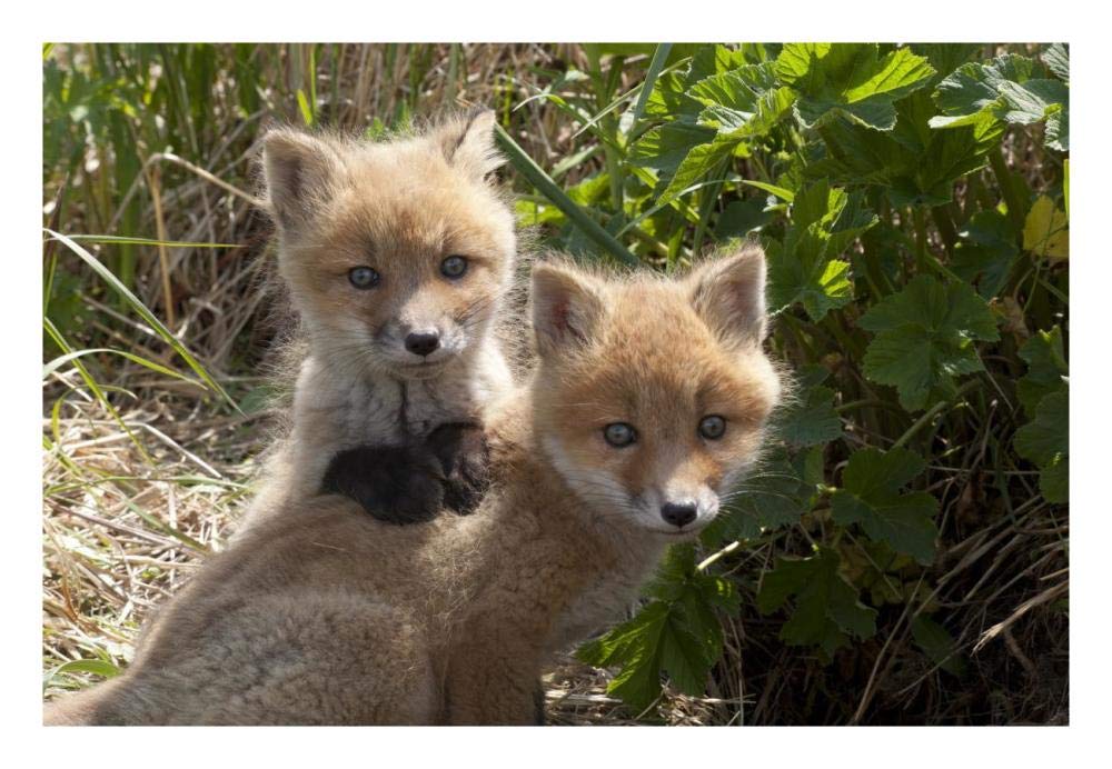 Red Fox kits playing, Katmai National Park, Alaska-Paper Art-26x18”