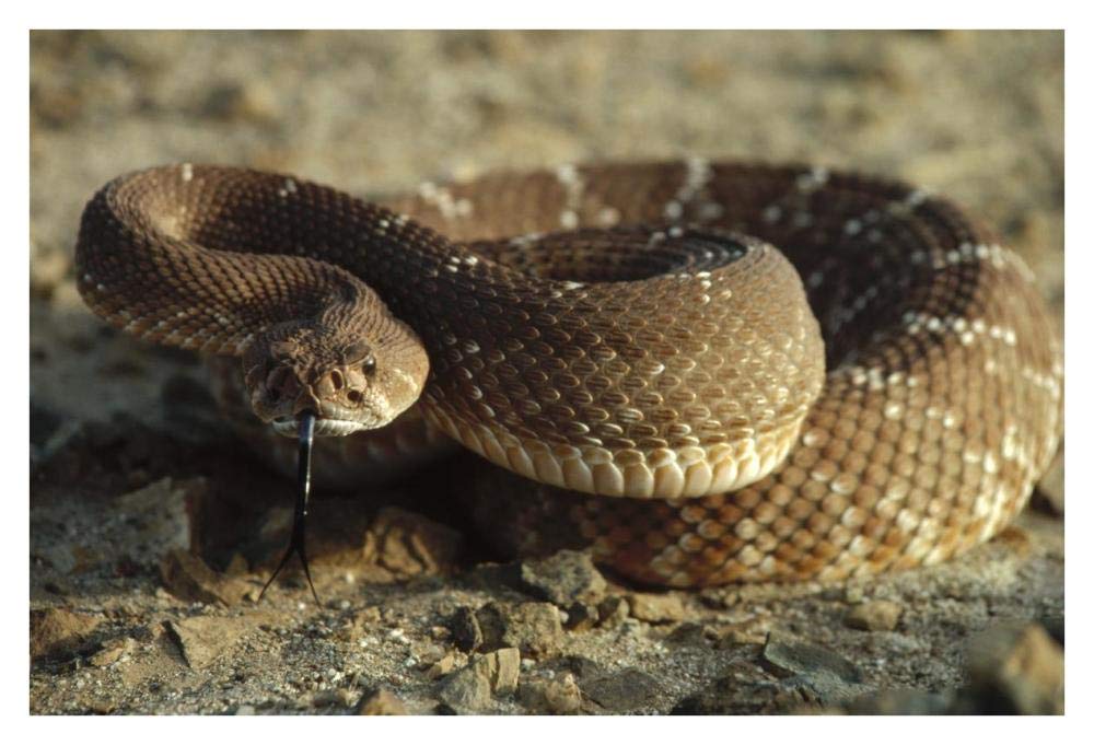 Red Rattlesnake, Baja California, Mexico-Paper Art-38x26”