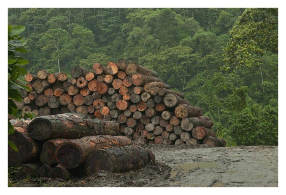 Logging of native rainforest, Ecuador-Paper Art-38x26”