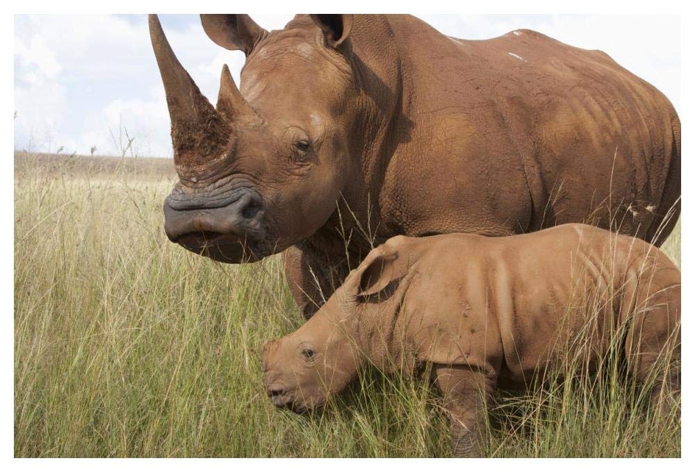 White Rhinoceros mother and calf, Rhino and Lion Nature Reserve, South Africa-Paper Art-50x34”