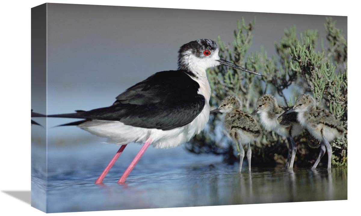 Black-winged Stilt mother with three chicks, Camargue, France-Canvas Art-18x12”
