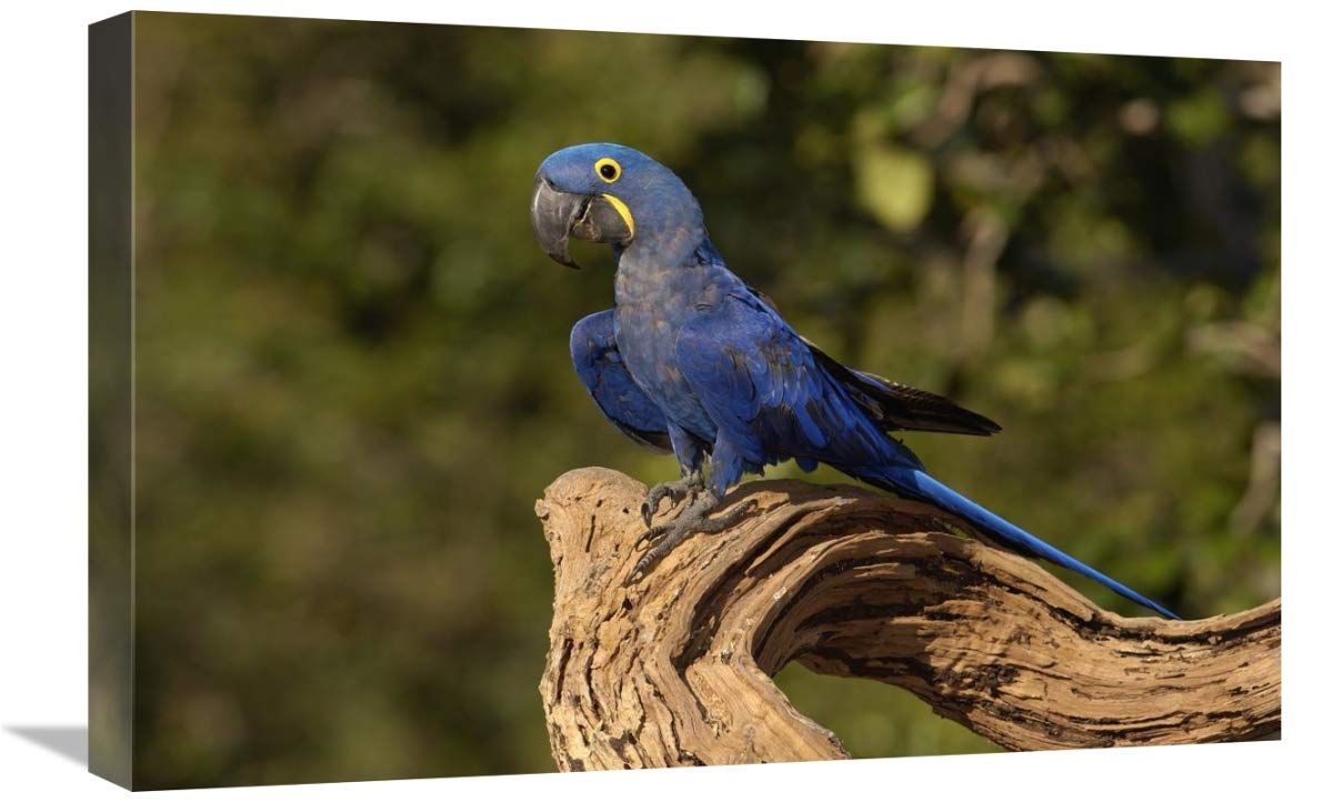 Hyacinth Macaw portrait, Cerrado habitat, Brazil-Canvas Art-24x16”