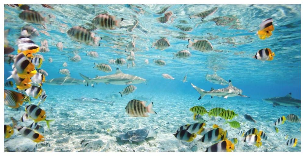 Fish and sharks in Bora Bora lagoon-Paper Art-74x38”