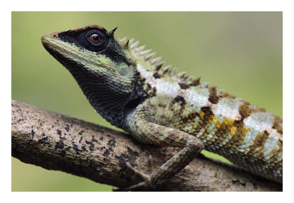 Forest Crested Agama lizard, Krabi, Thailand-Paper Art-26x18”