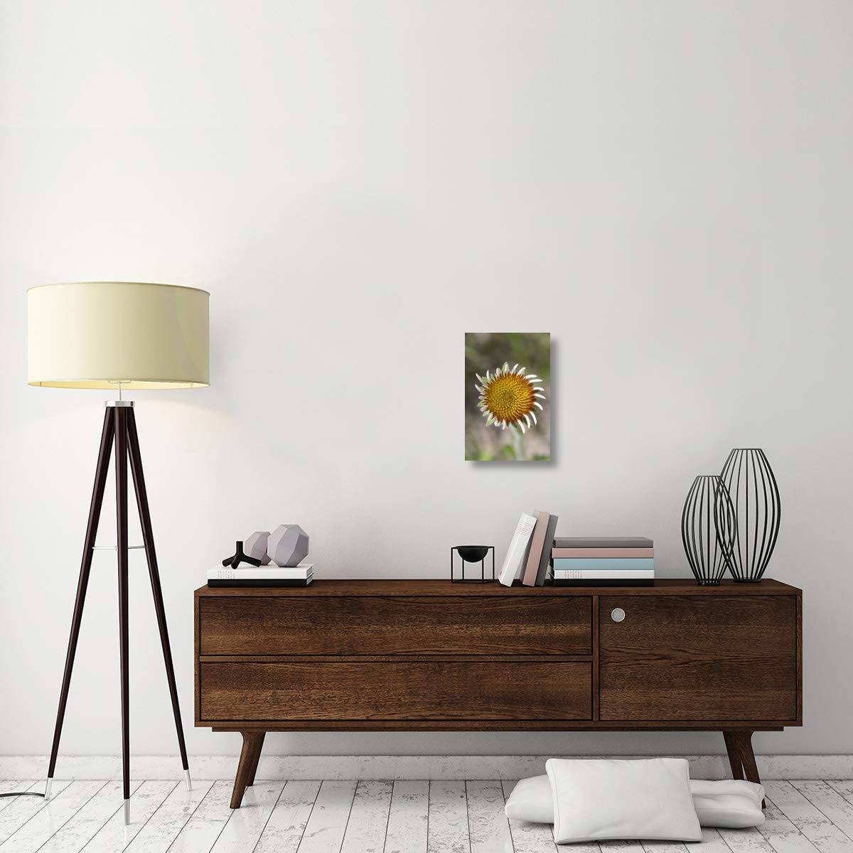 Blacksamson Echinacea flower growing petals, Spruce Woods Provincial Park, Manitoba, Canada-Canvas Art-12x18”
