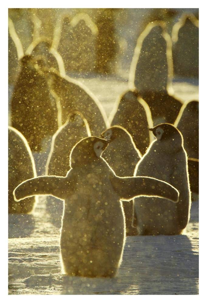 Emperor Penguin chicks, Riiser-Larsen Ice Shelf, Antarctica-Paper Art-26x38”