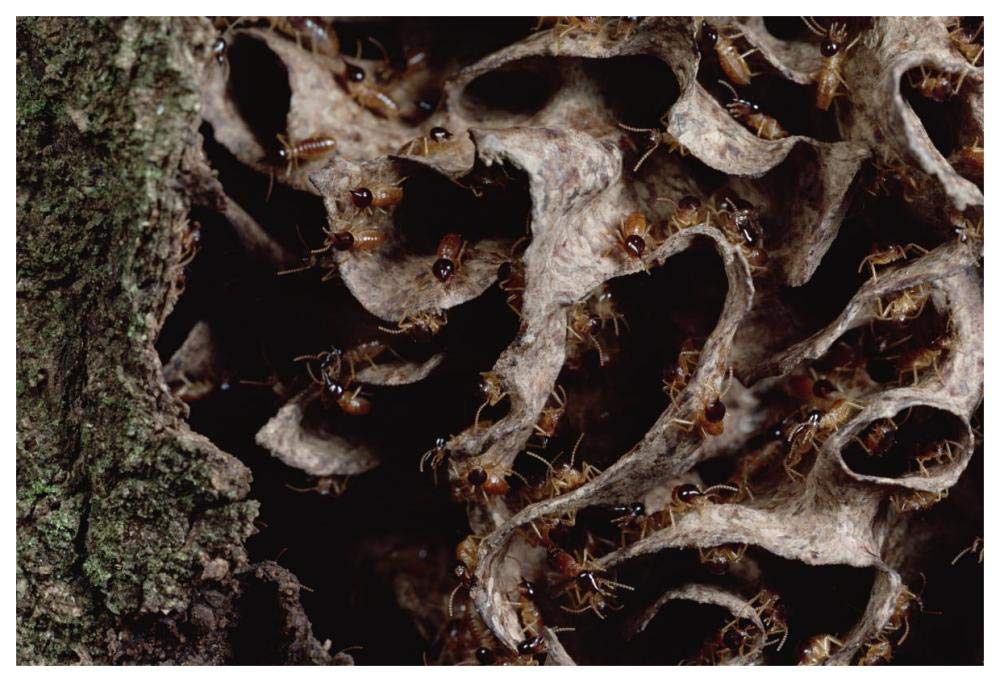 Nasute Termite nest reveals soldiers with dart-gun heads, Amazonian Peru-Paper Art-62x42”