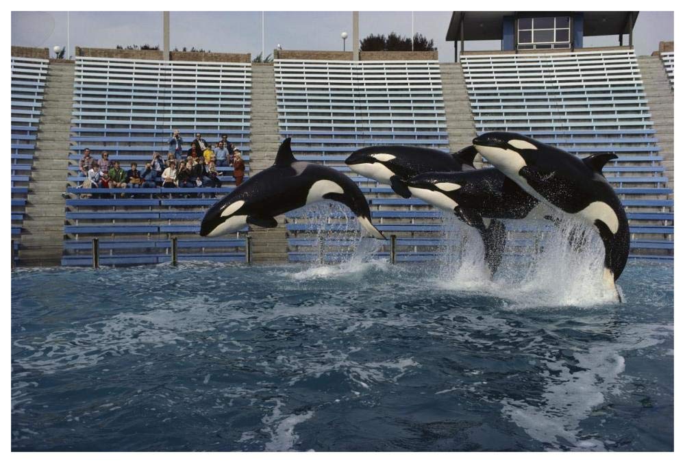 Orca trio jumping, Sea World, San Diego, California-Paper Art-62x42”